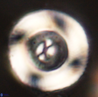 Tonromeinia deniseae 52656