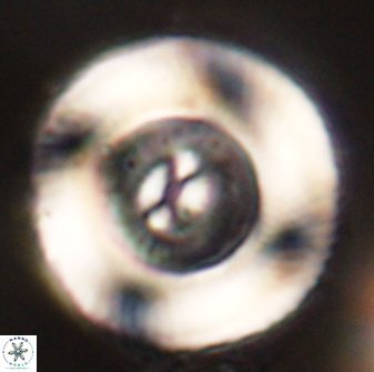 Tonromeinia deniseae 52656
