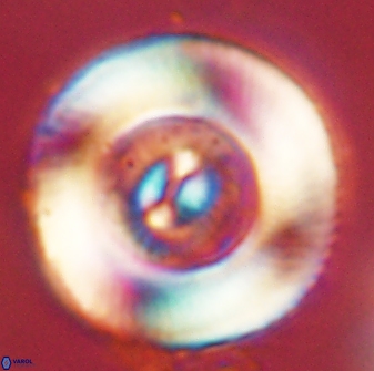 Tonromeinia deniseae 52657