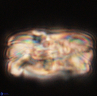 Tonromeinia deniseae 55569