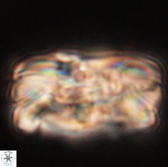 Tonromeinia deniseae 55569