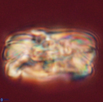 Tonromeinia deniseae 55570