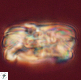 Tonromeinia deniseae 55570
