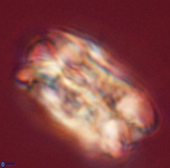 Tonromeinia deniseae 55571