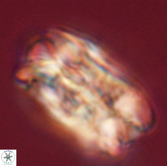 Tonromeinia deniseae 55571