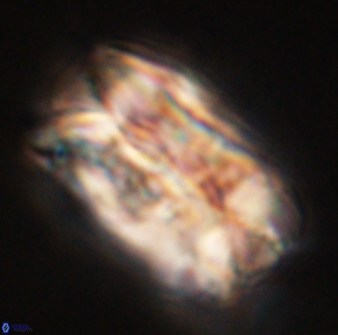 Tonromeinia deniseae 55572