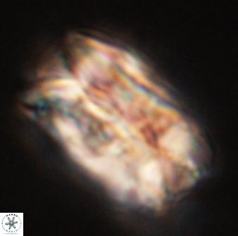 Tonromeinia deniseae 55572