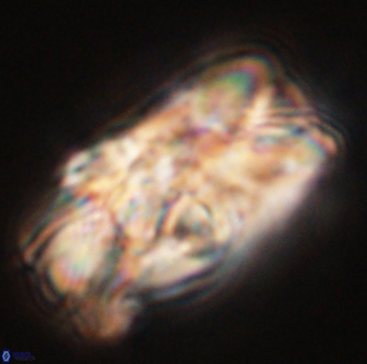 Tonromeinia deniseae 55573