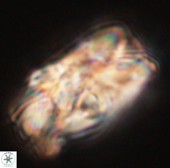 Tonromeinia deniseae 55573