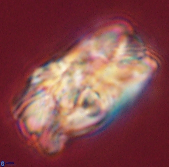 Tonromeinia deniseae 55574