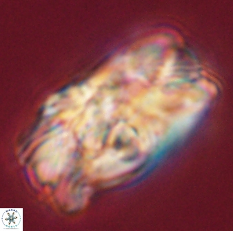 Tonromeinia deniseae 55574