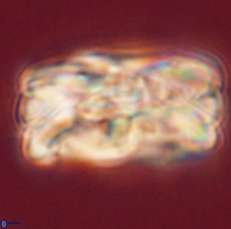 Tonromeinia deniseae 55575