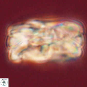 Tonromeinia deniseae 55575