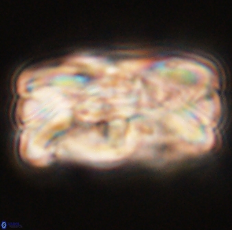 Tonromeinia deniseae 55576