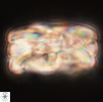 Tonromeinia deniseae 55576