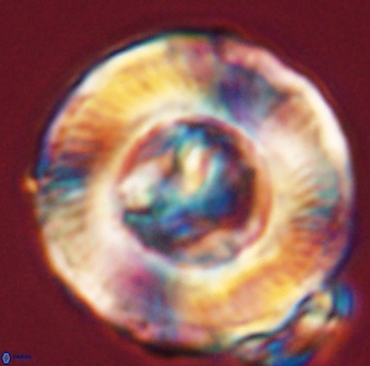 Tonromeinia deniseae 55580