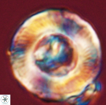 Tonromeinia deniseae 55580