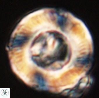 Tonromeinia deniseae 55581