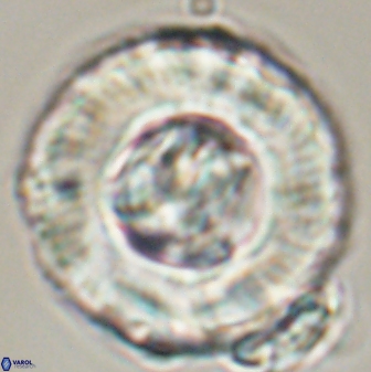 Tonromeinia deniseae 55582