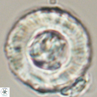 Tonromeinia deniseae 55582