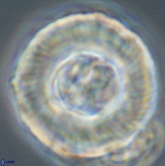 Tonromeinia deniseae 55583