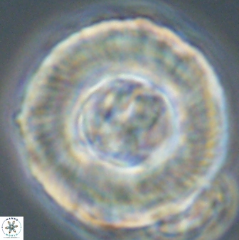 Tonromeinia deniseae 55583