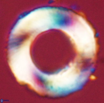 Tonromeinia deniseae 55740