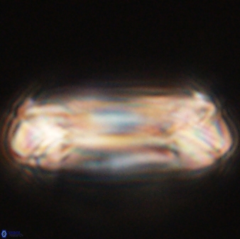 Tonromeinia deniseae 55741