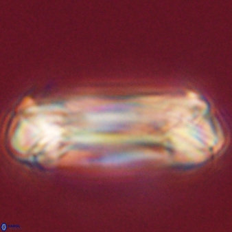 Tonromeinia deniseae 55742