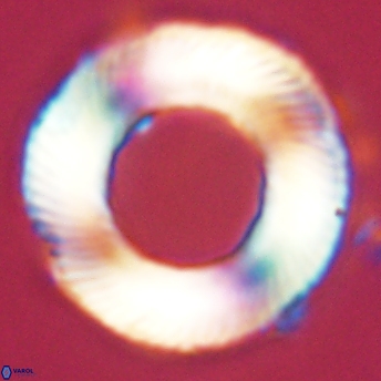 Tonromeinia deniseae 55723