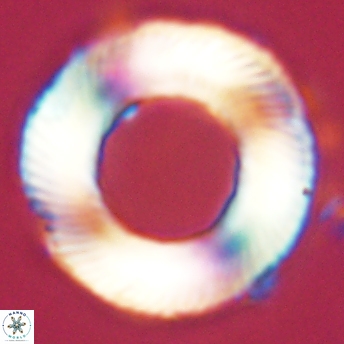Tonromeinia deniseae 55723