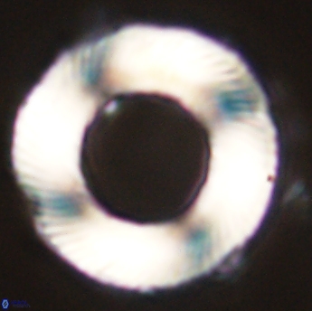 Tonromeinia deniseae 55724