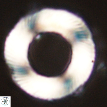 Tonromeinia deniseae 55724