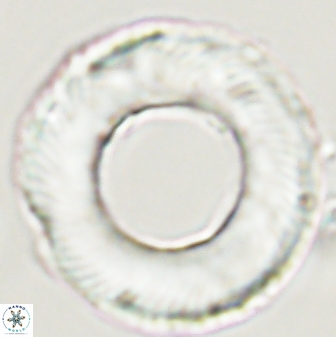Tonromeinia deniseae 55725