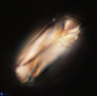 Tonromeinia deniseae 55729