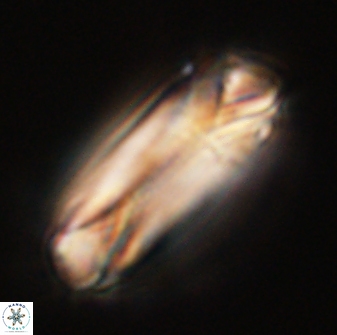 Tonromeinia deniseae 55729