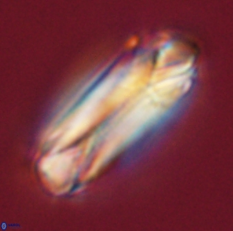 Tonromeinia deniseae 55731