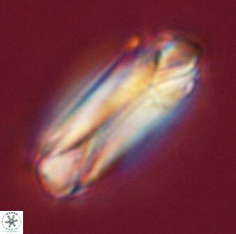 Tonromeinia deniseae 55731