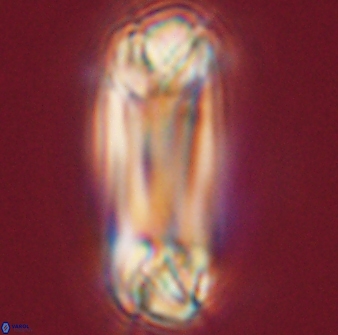 Tonromeinia deniseae 55732