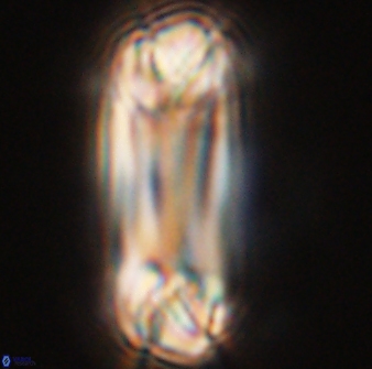 Tonromeinia deniseae 55733