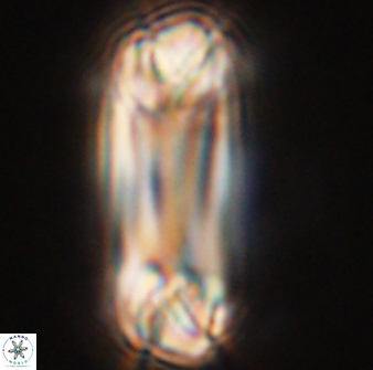 Tonromeinia deniseae 55733