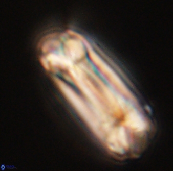 Tonromeinia deniseae 55734