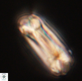 Tonromeinia deniseae 55734