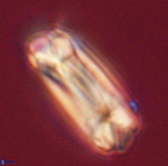 Tonromeinia deniseae 55735