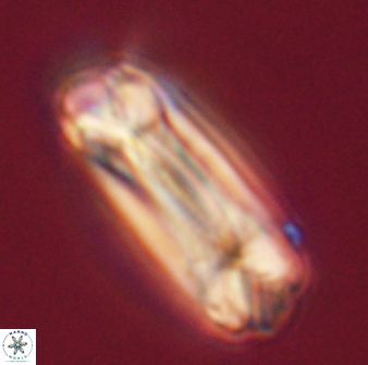 Tonromeinia deniseae 55735