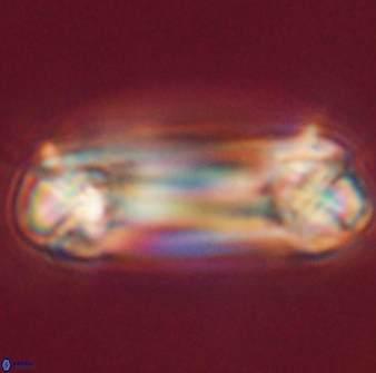 Tonromeinia deniseae 55736