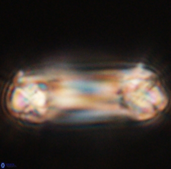 Tonromeinia deniseae 55737