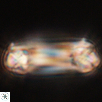 Tonromeinia deniseae 55737