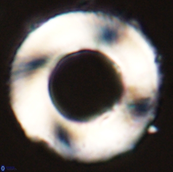 Tonromeinia deniseae 55739