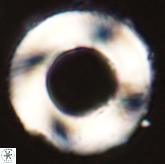 Tonromeinia deniseae 55739